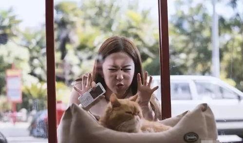 喵四娱乐圈,揭秘明星幕后故事，带你走进璀璨星光世界